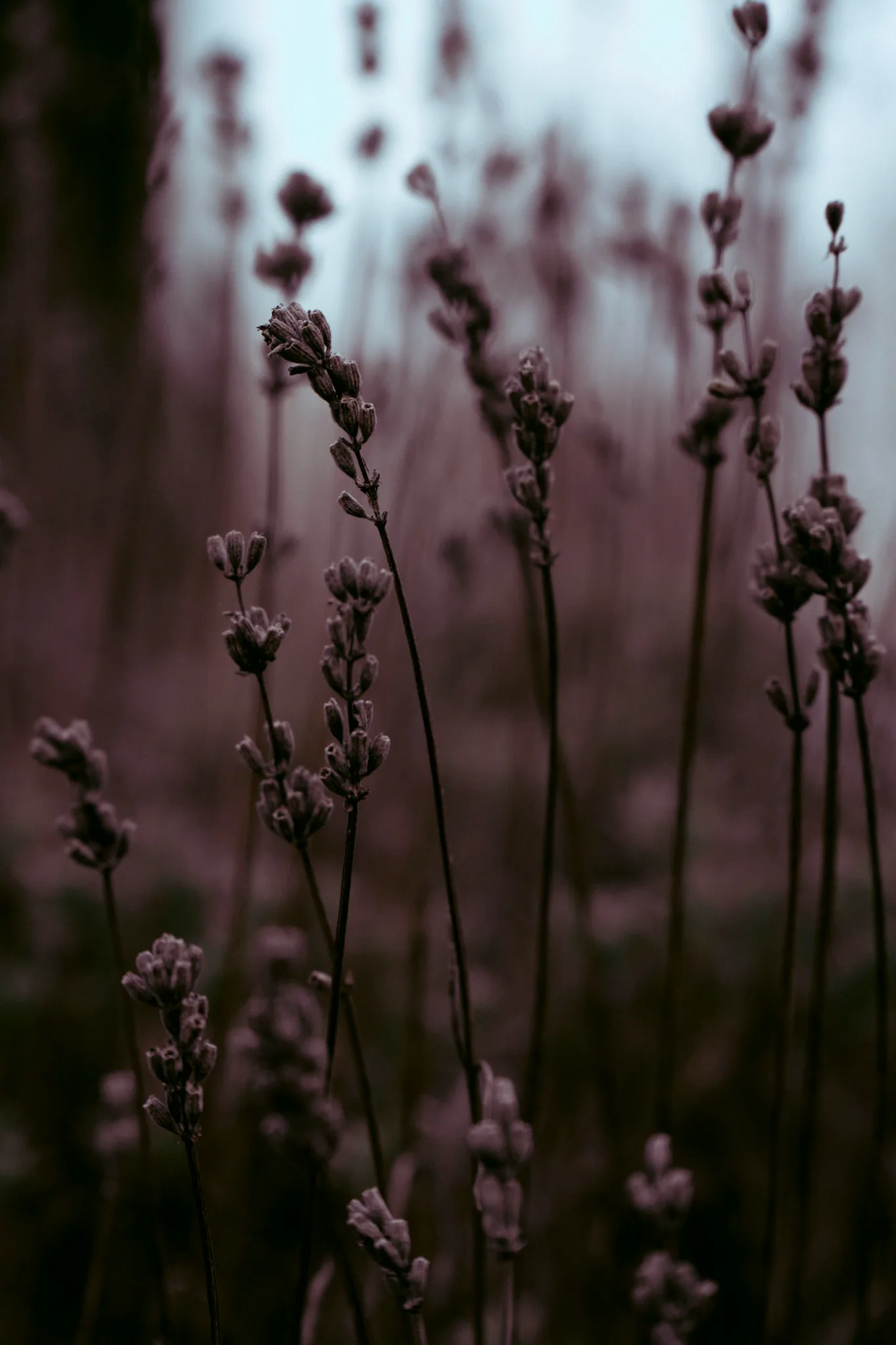 Quiet growth